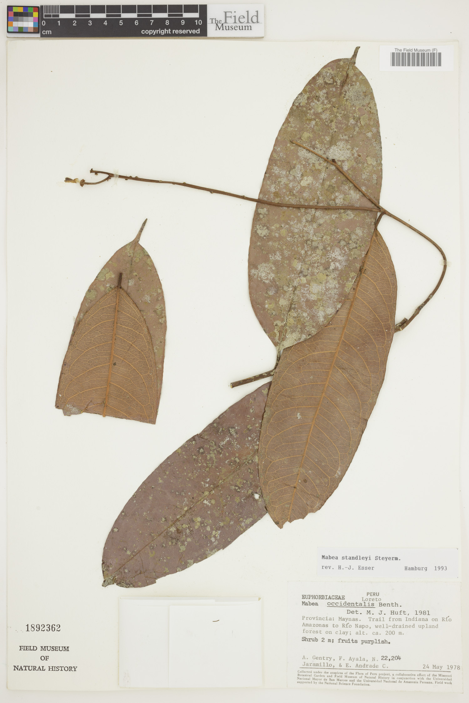 Mabea standleyi image