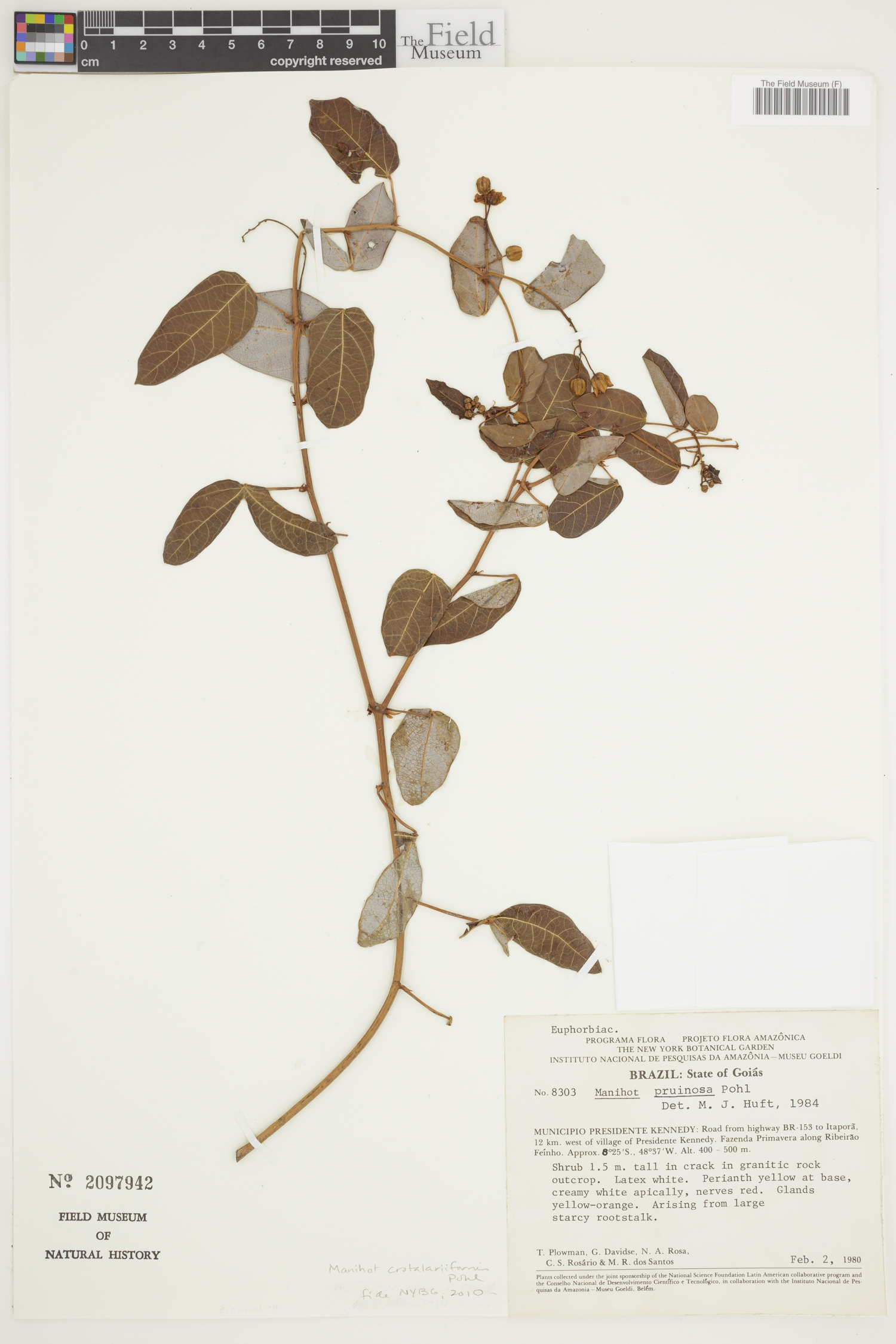 Manihot crotalariiformis image