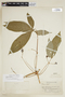 Manihot leptophylla image