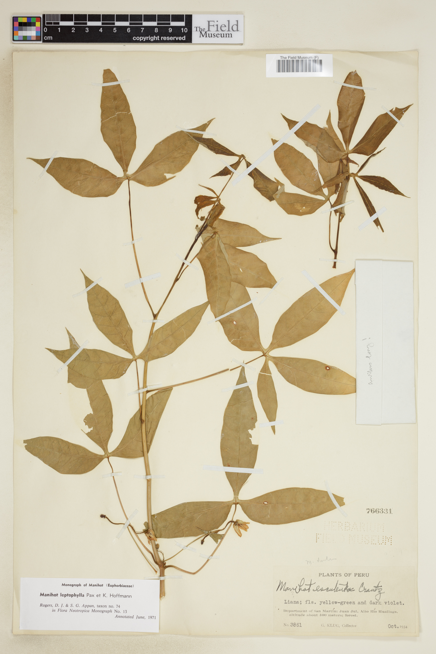 Manihot leptophylla image