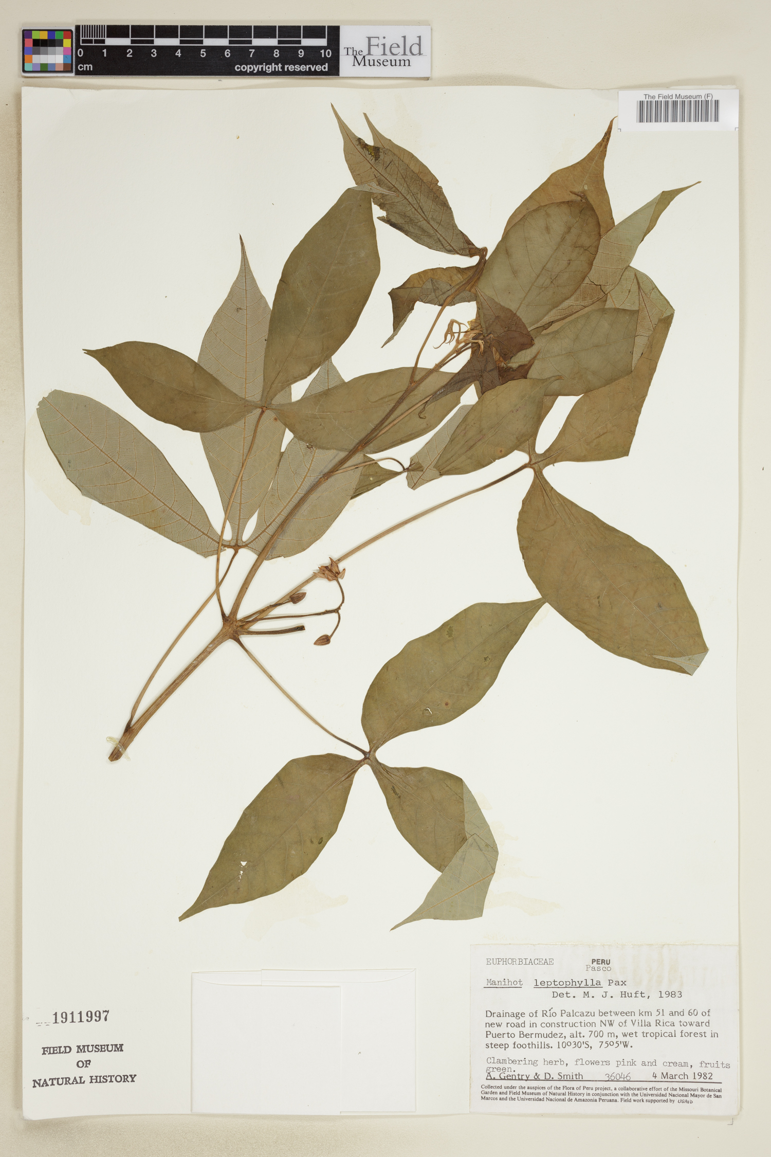 Manihot leptophylla image