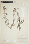 Manihot tristis subsp. saxicola image