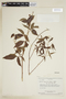Manihot tristis subsp. saxicola image