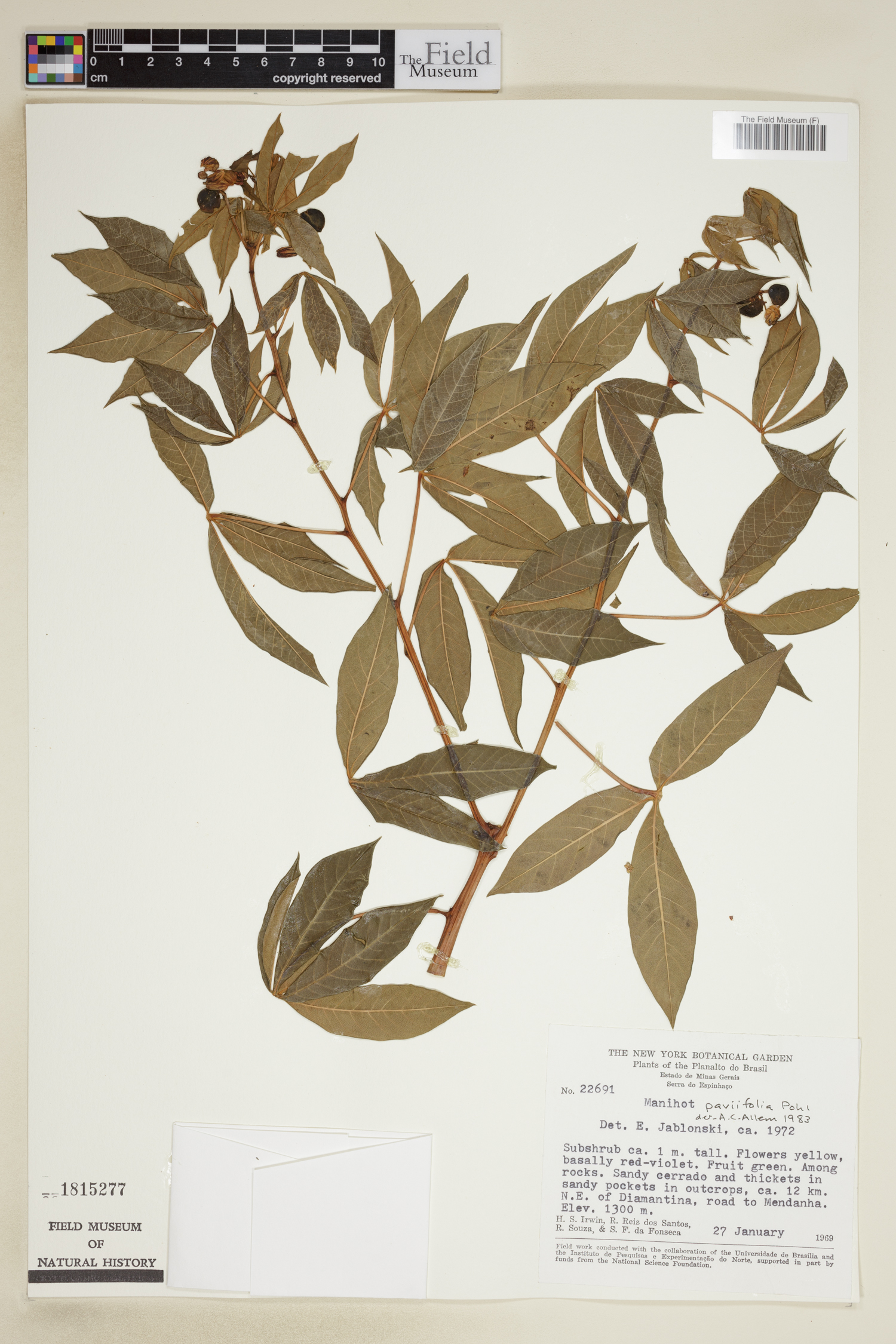 Manihot paviifolia image