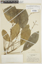 Hevea pauciflora image