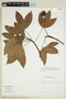 Hevea pauciflora var. coriacea image