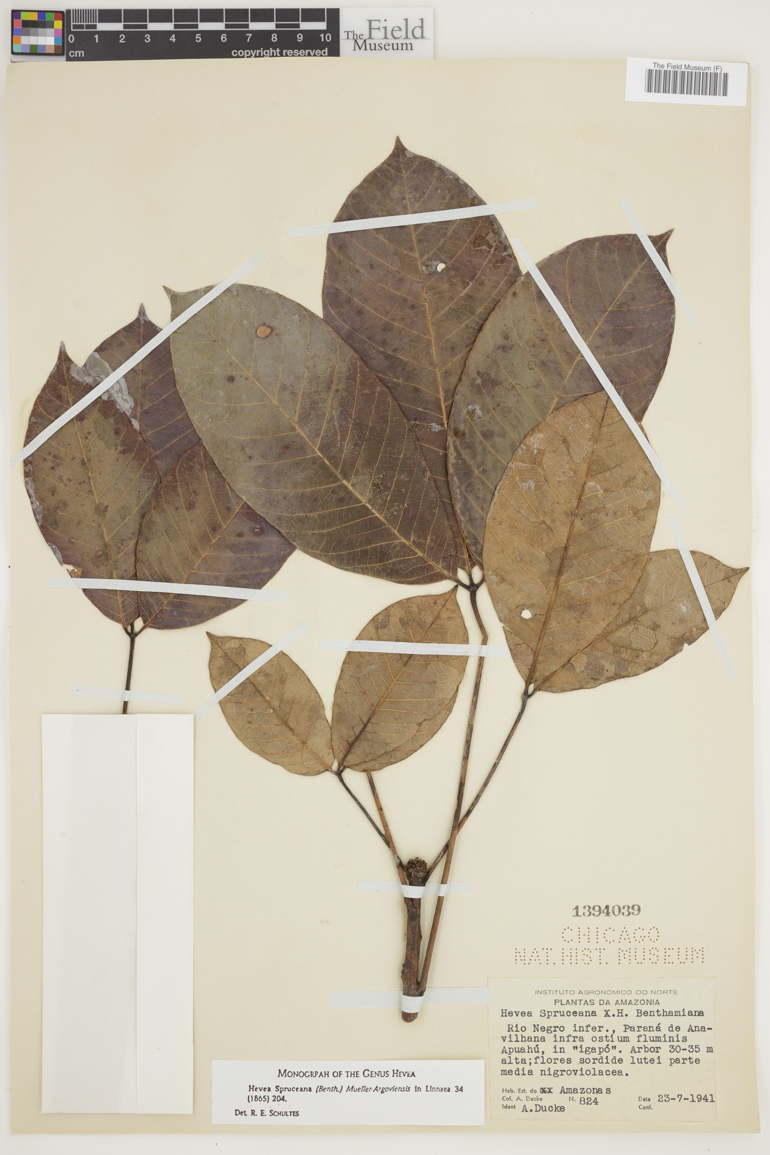 Hevea spruceana image