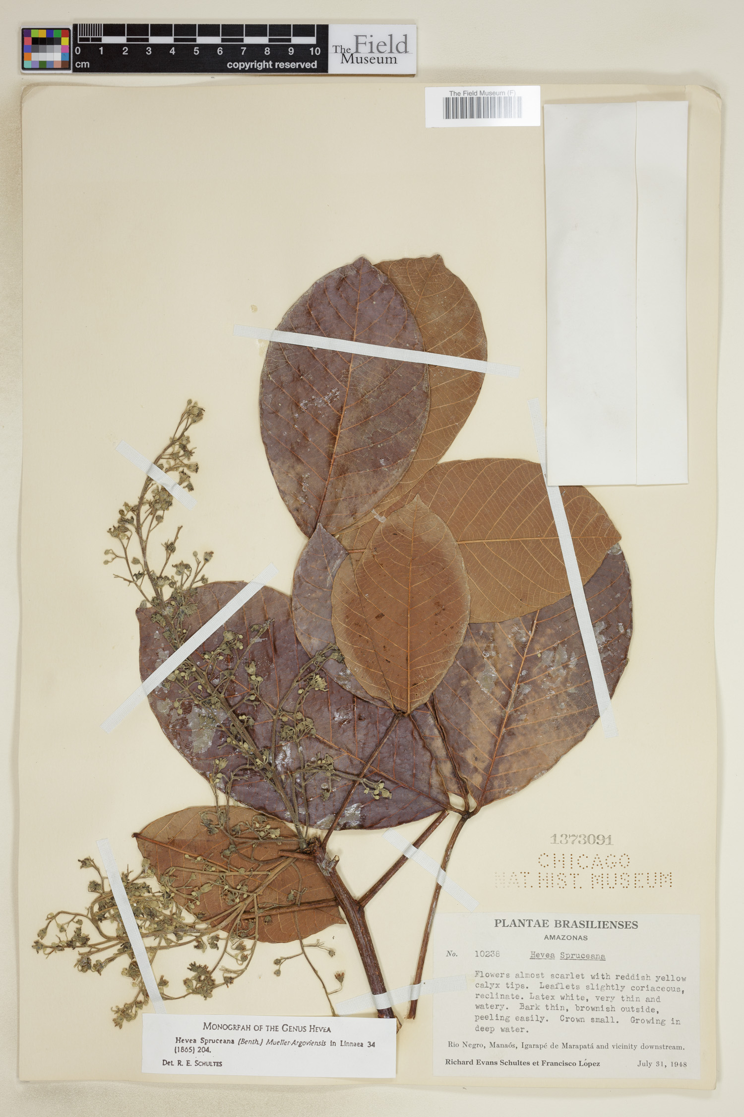 Hevea spruceana image