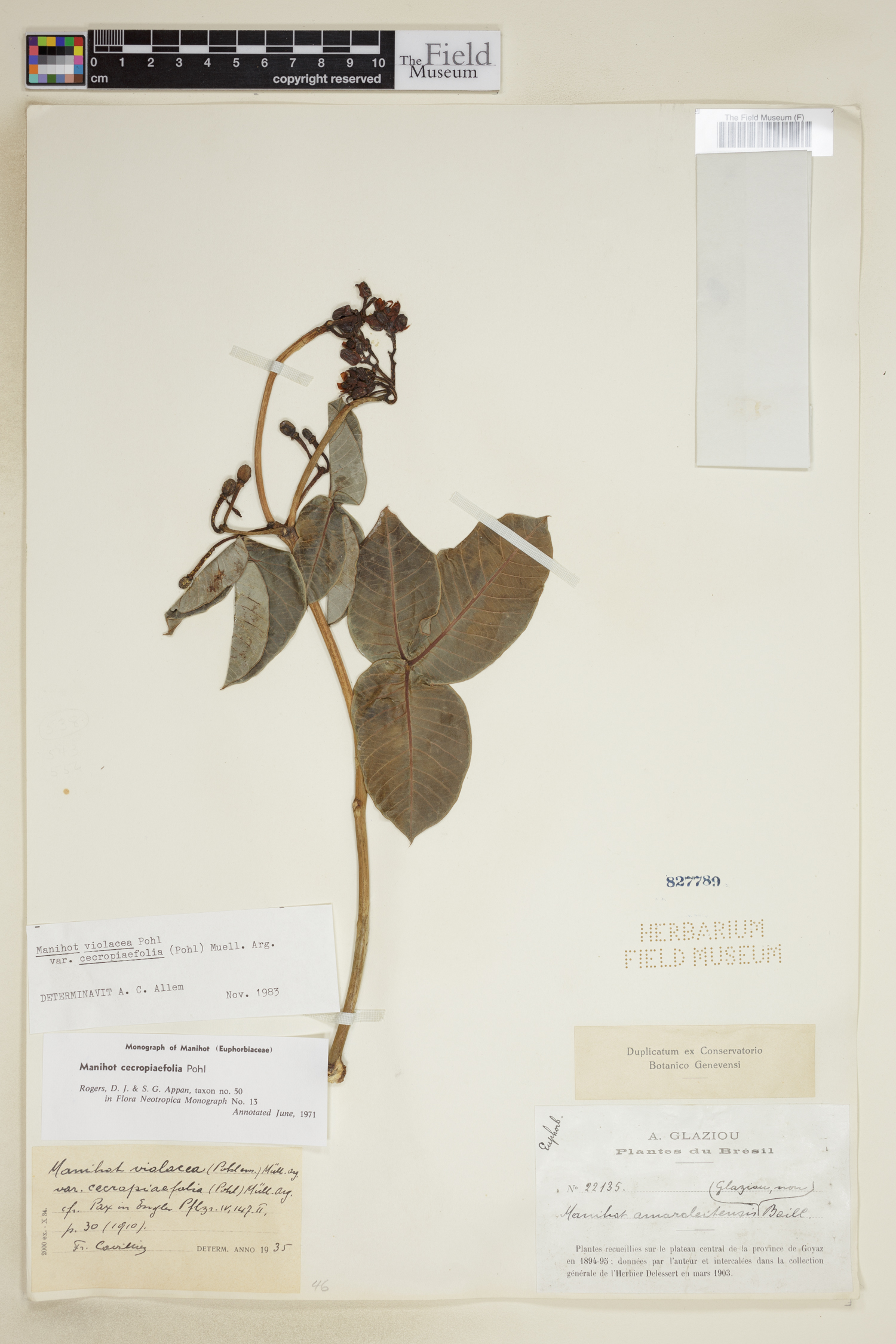 Manihot cecropiifolia image