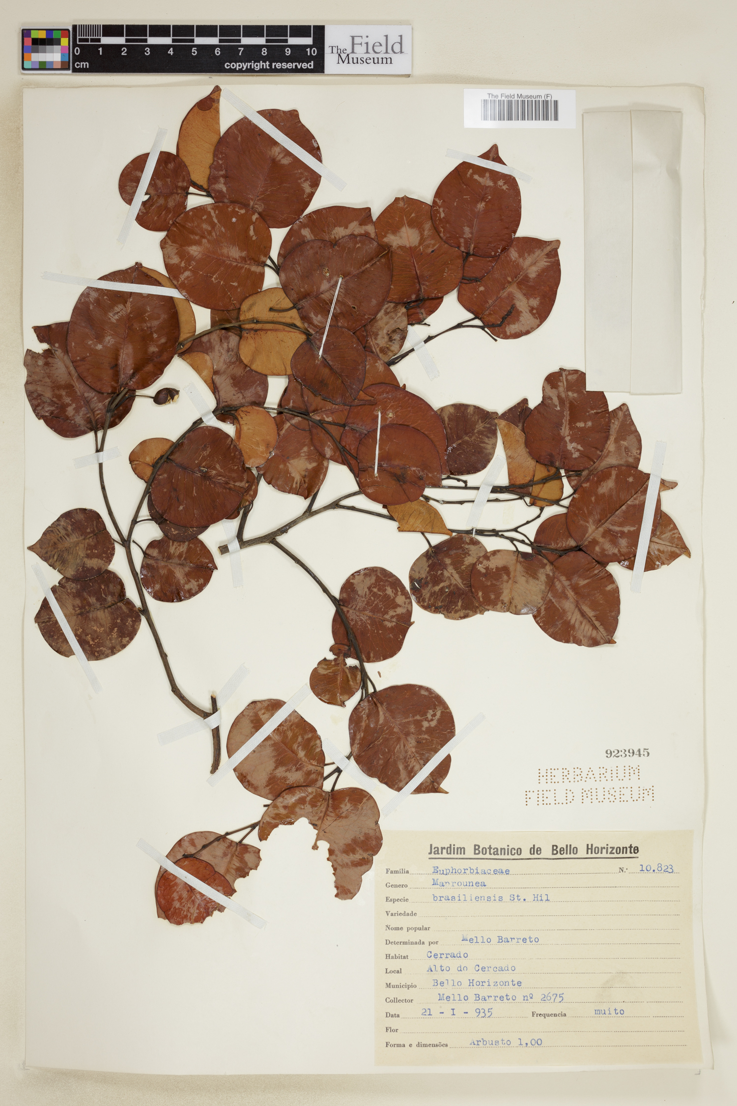 Maprounea brasiliensis image