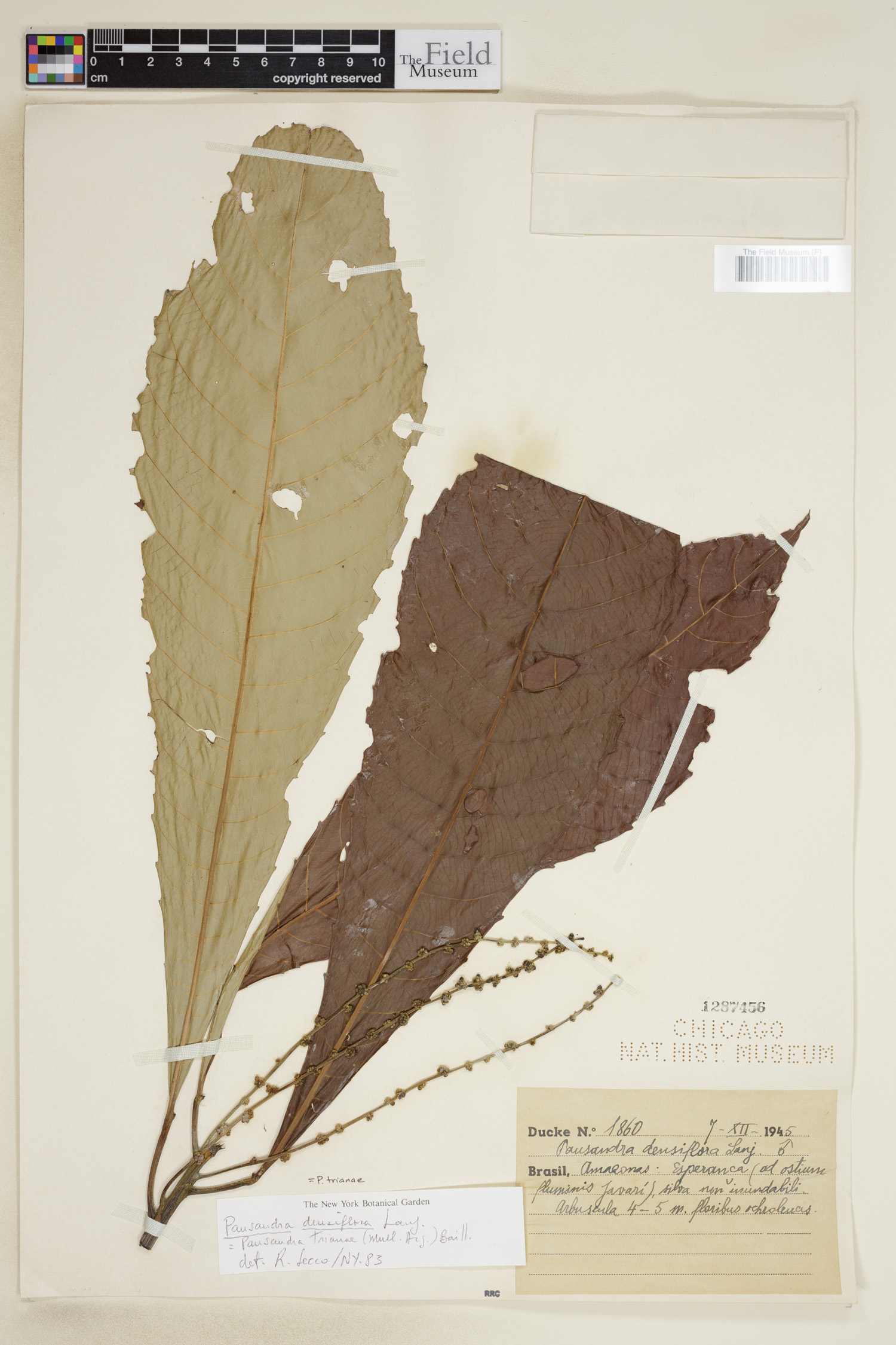 Pausandra densiflora image