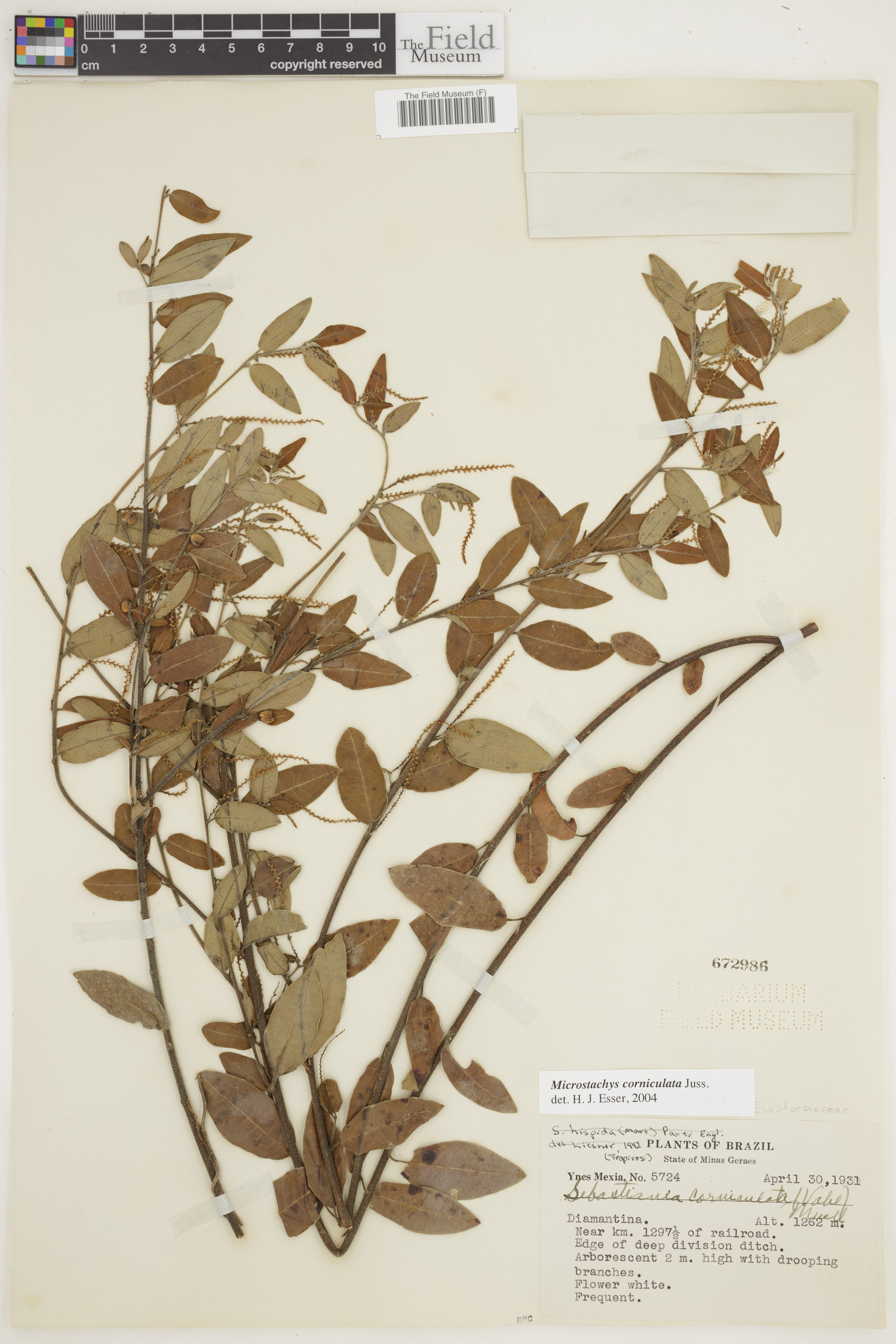 Microstachys image