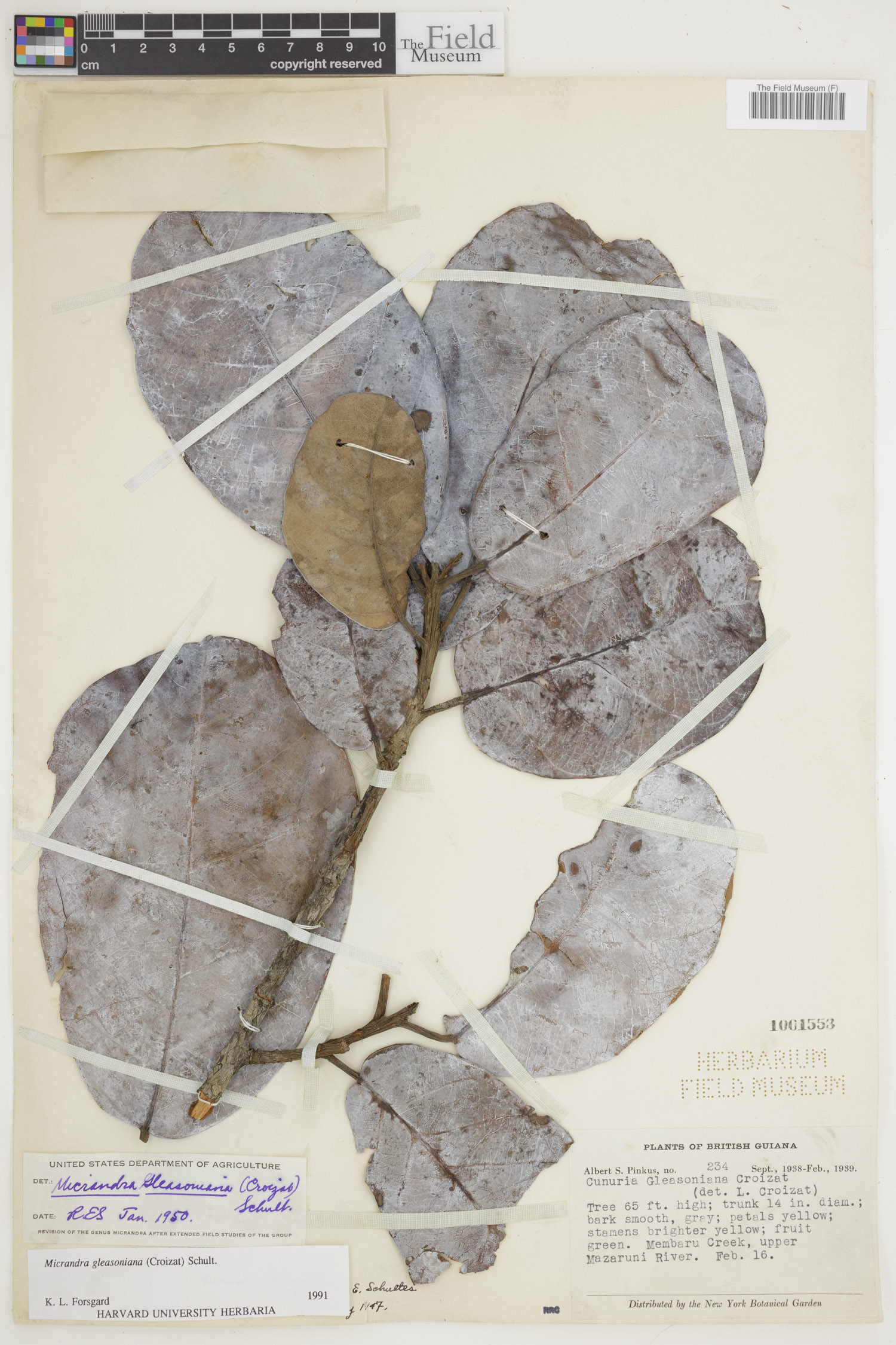 Micrandra gleasoniana image