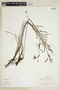 Phyllanthus lindbergii image