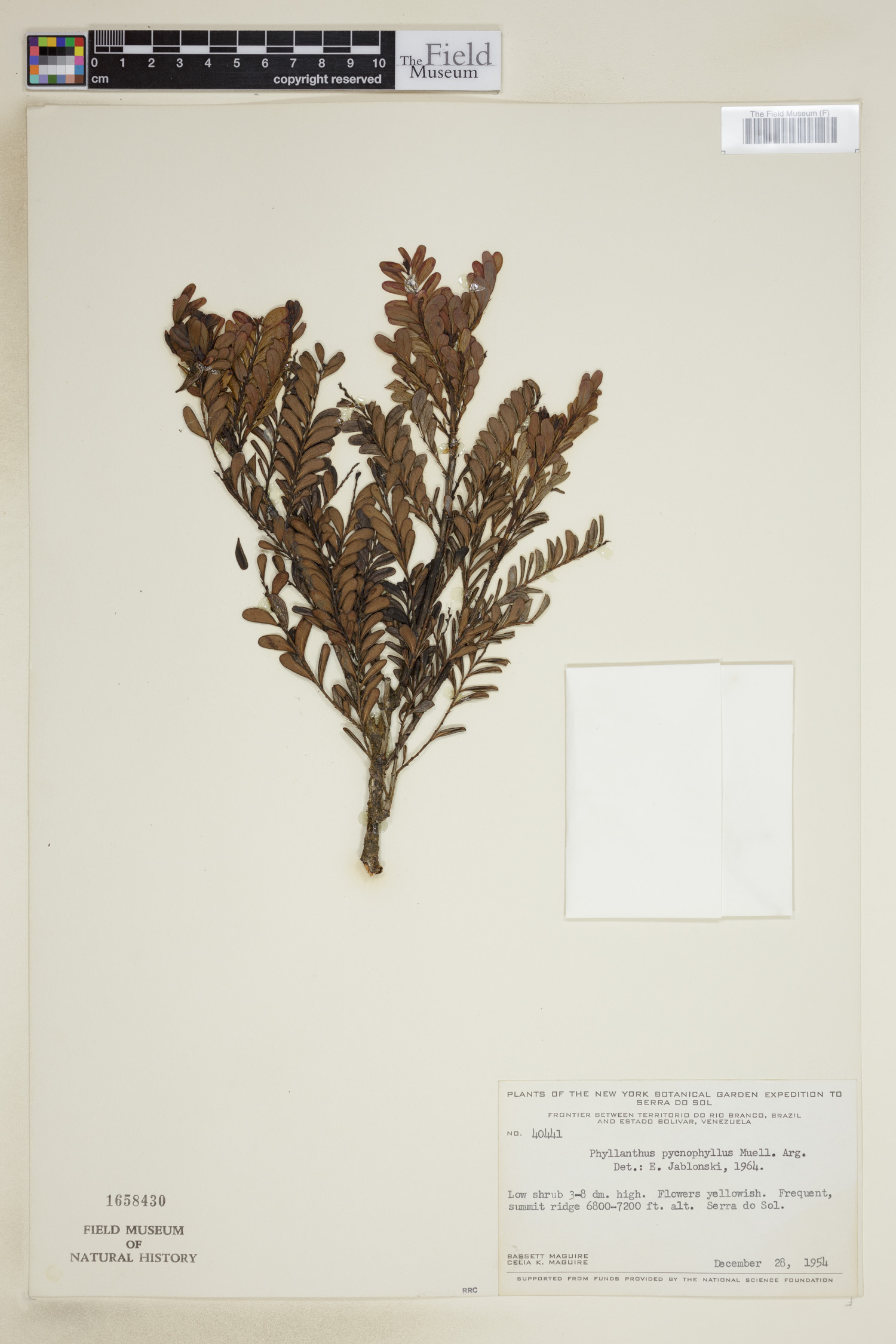 Phyllanthus pycnophyllus image