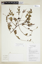 Phyllanthus symphoricarpoides image