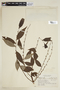 Phyllanthus umbratus image