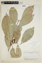 Paradrypetes subintegrifolia image