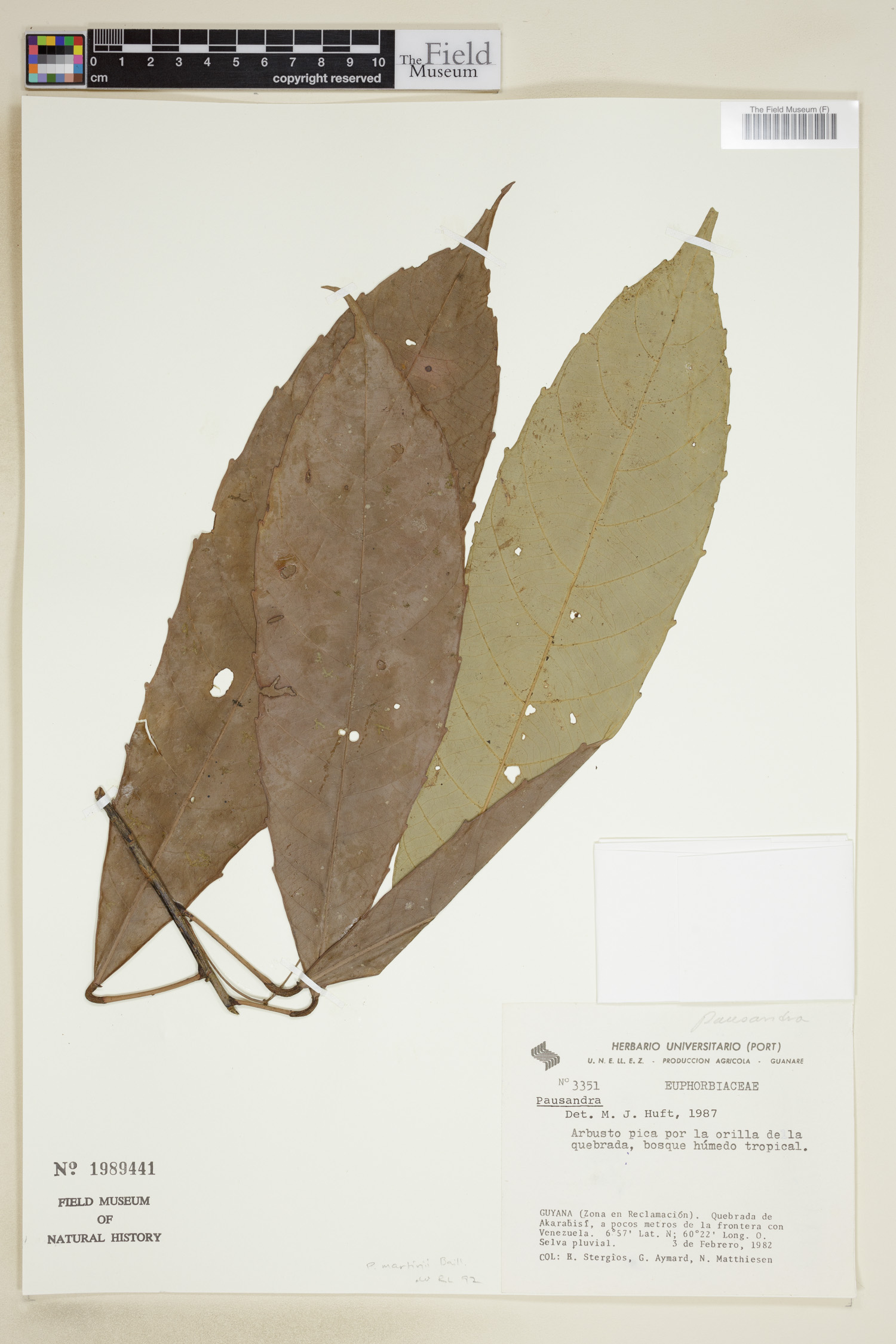 Pausandra image
