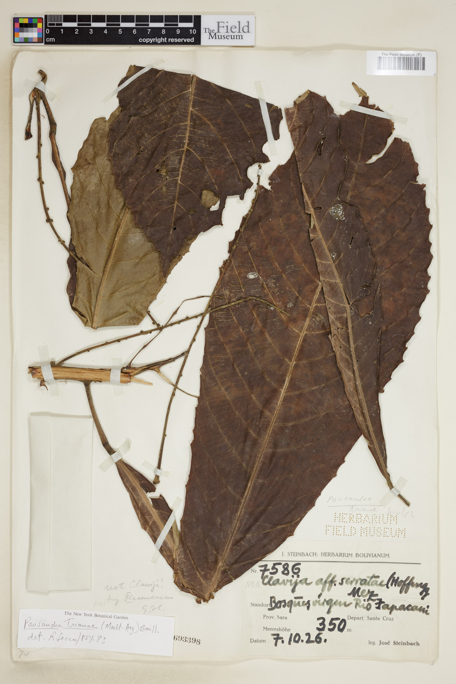 Pausandra trianae image