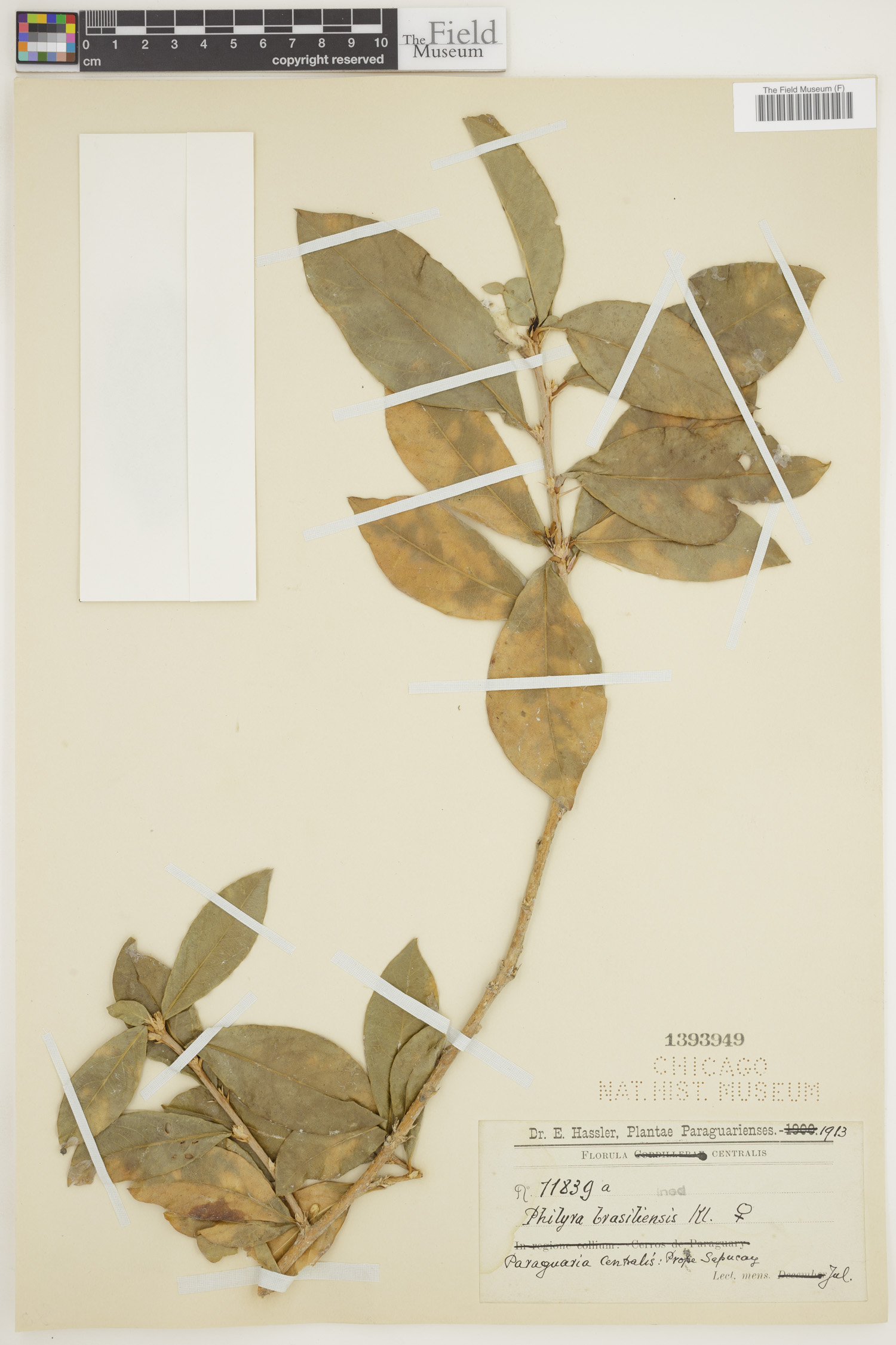 Philyra brasiliensis image