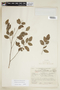 Phyllanthus anisolobus image
