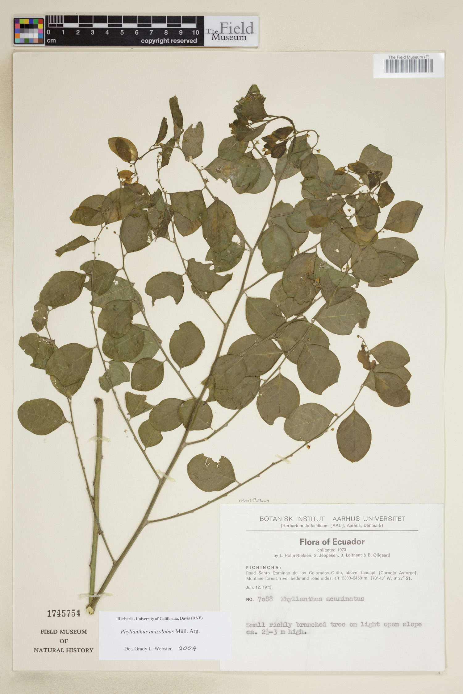 Phyllanthus anisolobus image