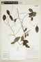 Phyllanthus botryanthus image
