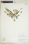 Phyllanthus bahiensis image