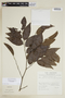 Phyllanthus attenuatus image