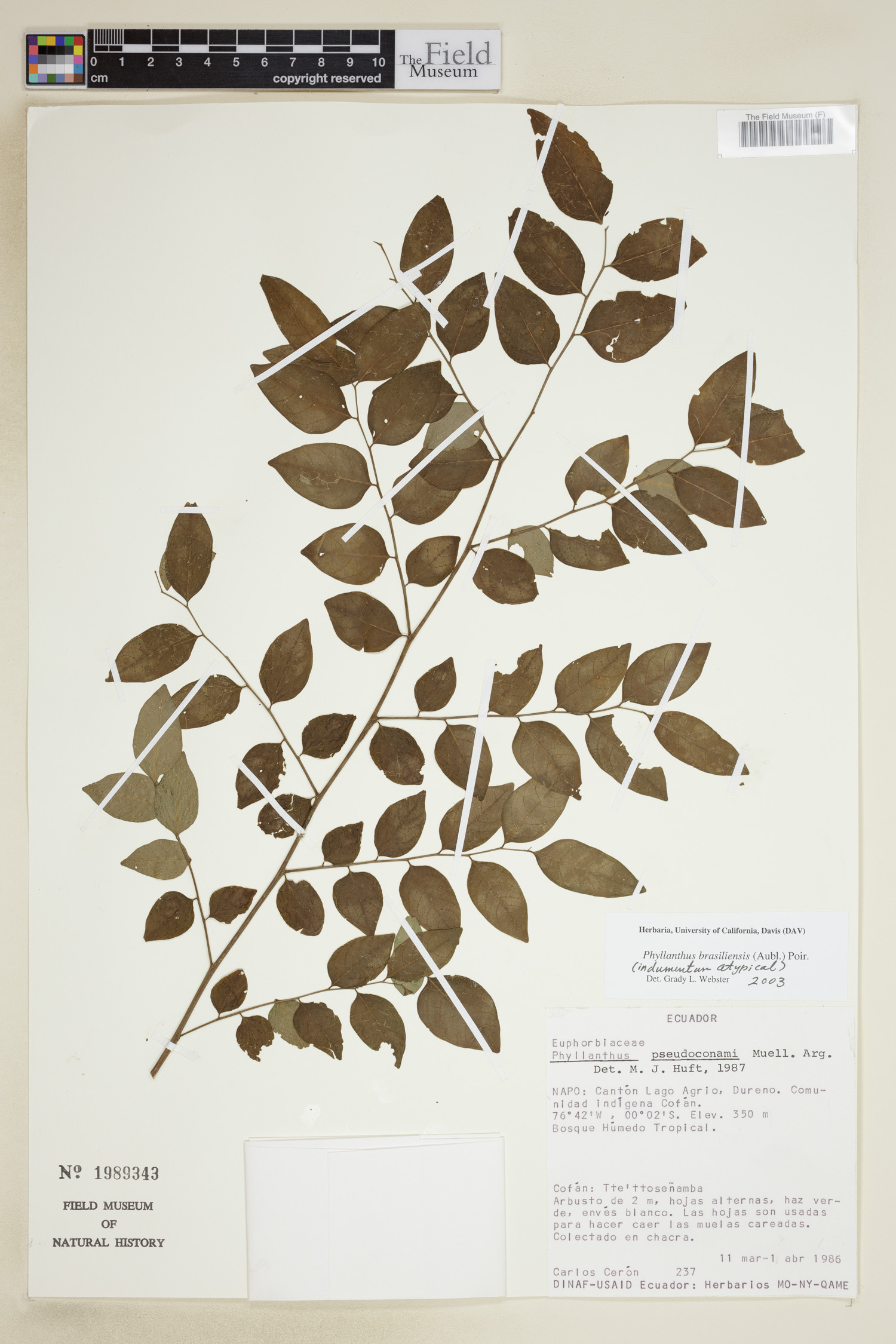 Phyllanthus brasiliensis image