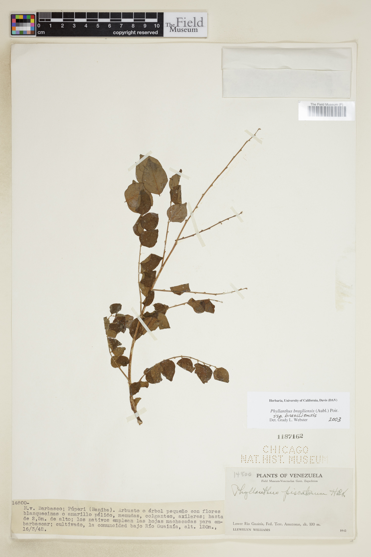 Phyllanthus brasiliensis image
