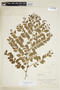 Phyllanthus brasiliensis image