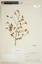 Phyllanthus brasiliensis image