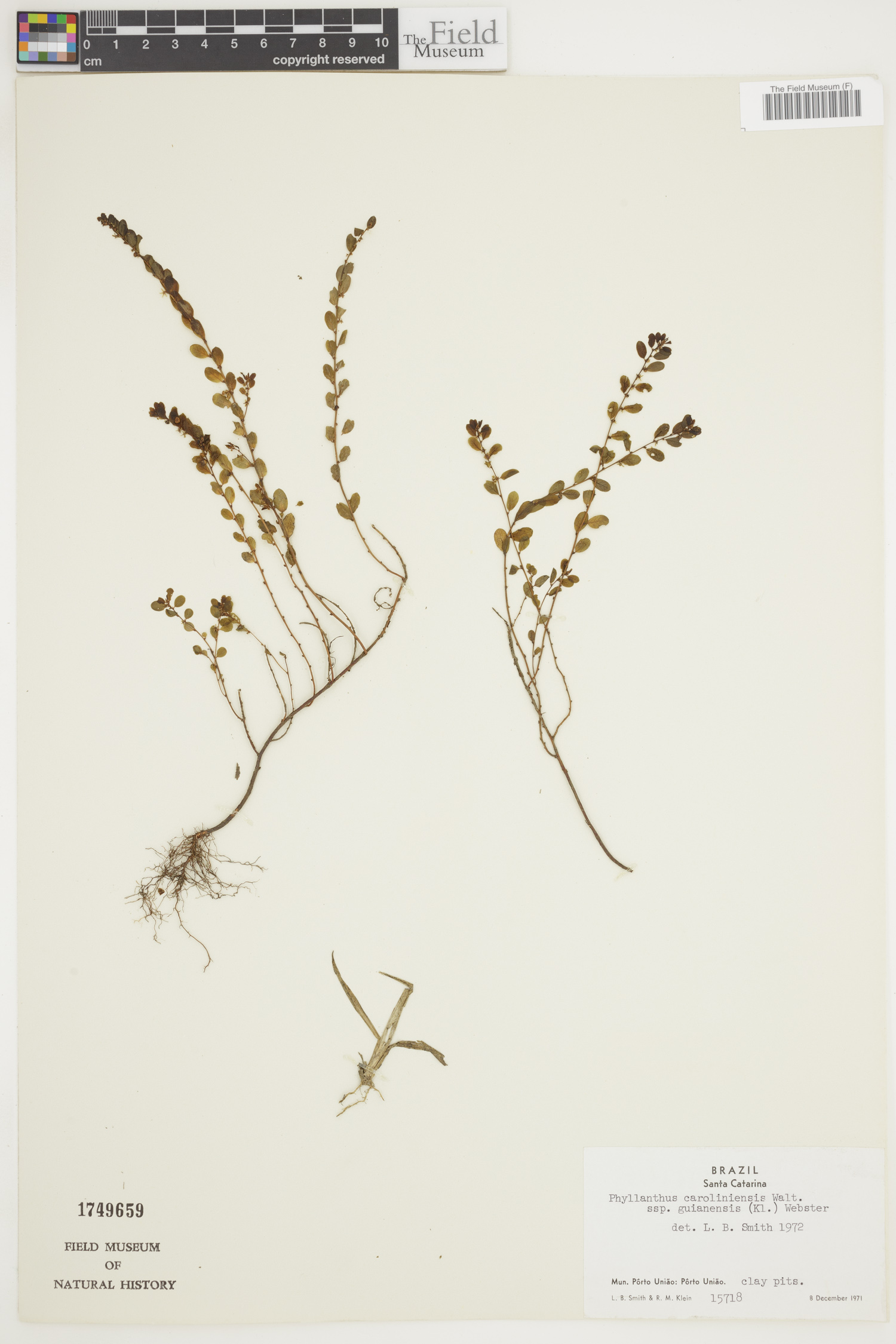 Phyllanthus caroliniensis image