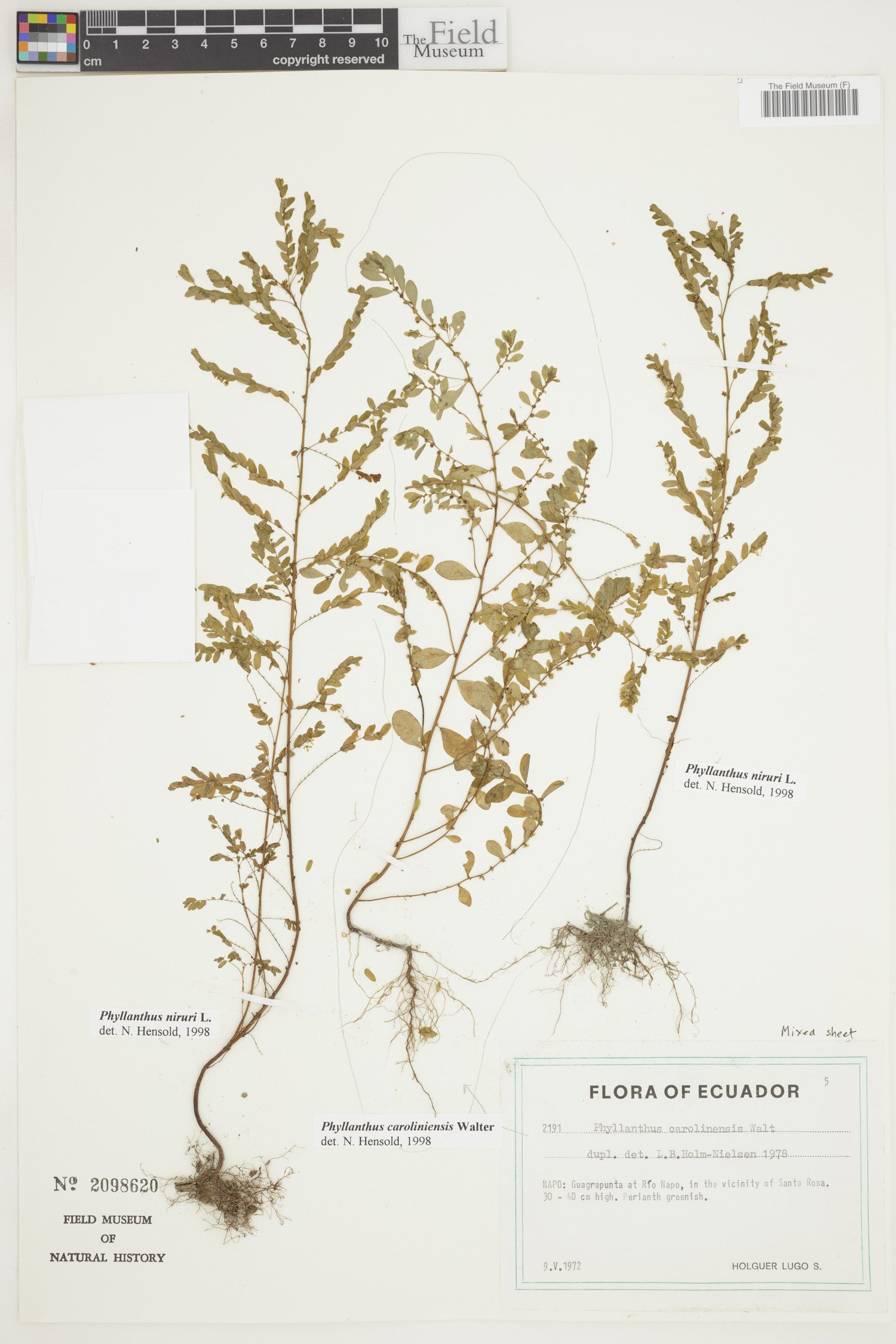 Phyllanthus caroliniensis image