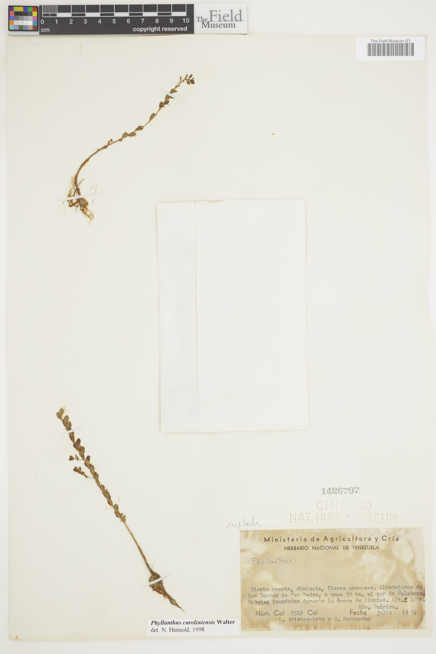 Phyllanthus caroliniensis image