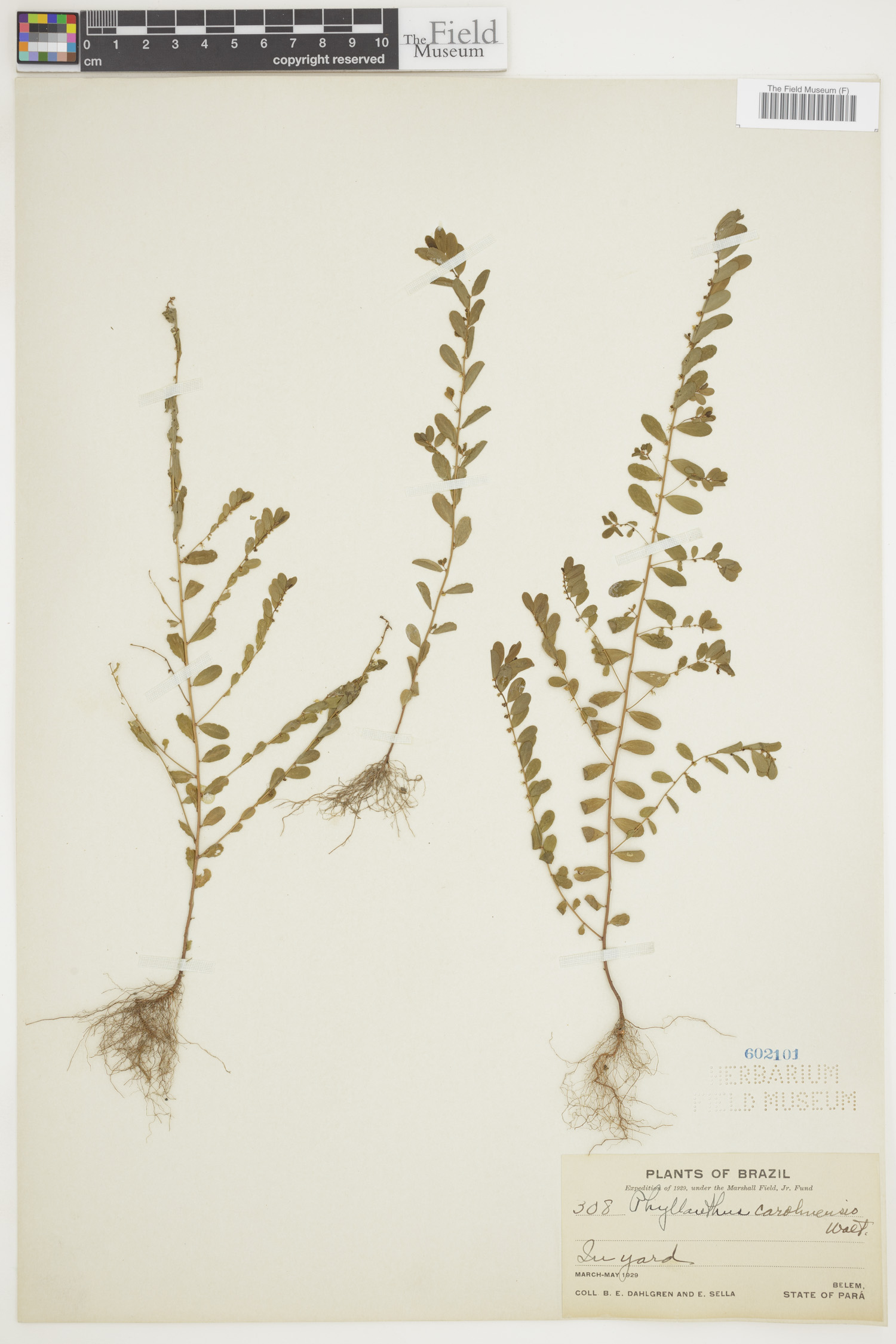 Phyllanthus carolinensis image