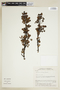 Phyllanthus chimantae image