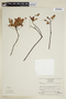 Phyllanthus chimantae image