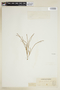 Phyllanthus choretroides image