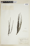 Phyllanthus choretroides image
