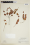 Phyllanthus duidae image