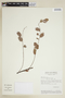 Phyllanthus myrsinites image