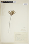 Phyllanthus fastigiatus image