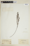 Phyllanthus fastigiatus image