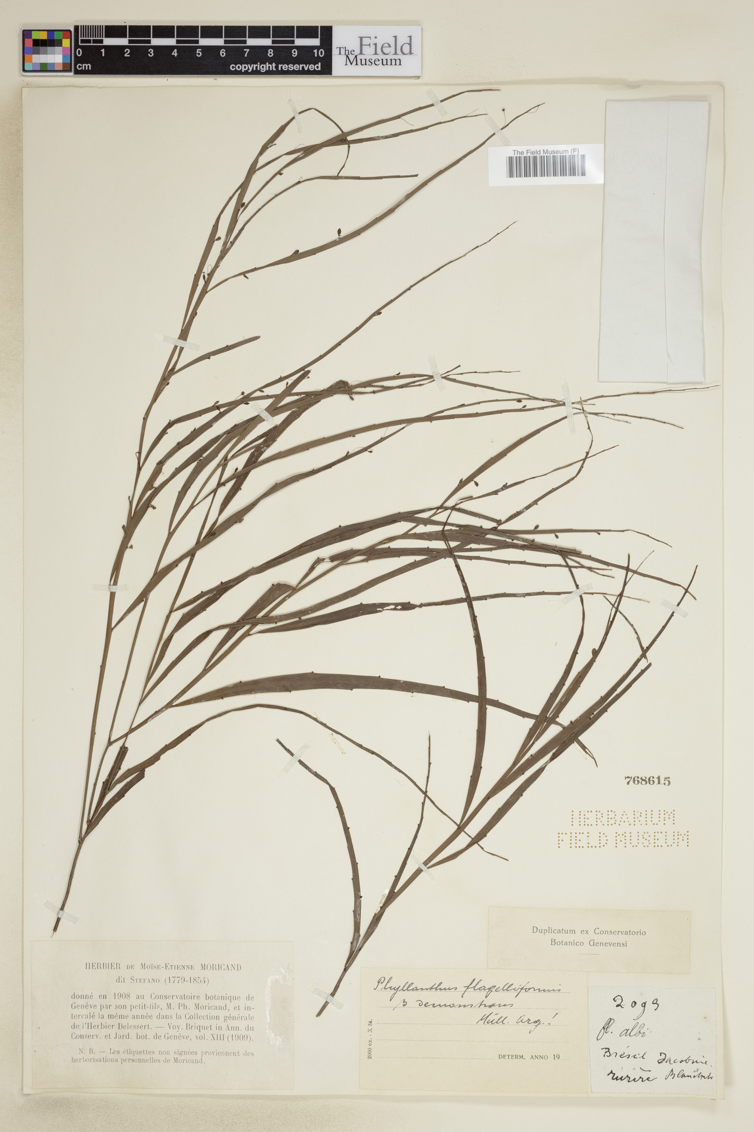 Phyllanthus flagelliformis image