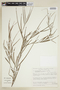 Phyllanthus flagelliformis image