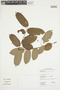 Phyllanthus juglandifolius image