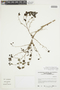Phyllanthus graveolens image